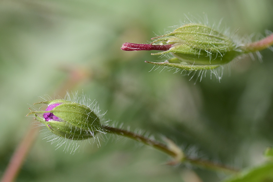 Geranium sanguineum